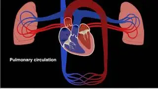 Pulmonary and systemic circulation 2017 HD