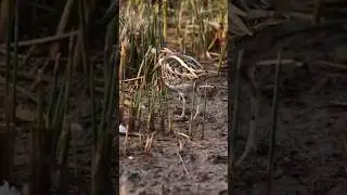 a jack snipe 'dancing' to bring bugs to the surface. 🎥 by Henry Wyn-Jones #birds #wildlife