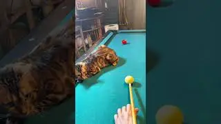 Bengal Cat Pool Referee from TikTok #shorts (Viral Funny Cat Videos Cute)