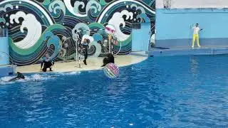Сочи Дельфинарий Ривьера