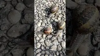 Как избавиться от слизней и улиток на капусте?🐌