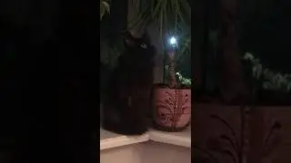 Кот - сова