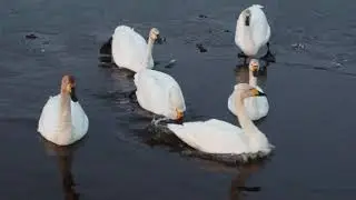 Кубалар Иреляхха (Лебедь/Swan)