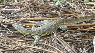 Beautiful Monitor Lizard - KNP