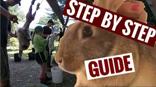 The step by step guide to butchering rabbits 🐰