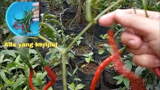 PANEN CABE UNTUK PERTAMA KALINYA DI KEBUN SENDIRI