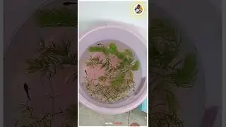 Female Betta Queen Grooming Setup👑🐠💥 | Super Color Boost Tips🔥🥰
