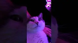 You are only as productive as your cat allows 