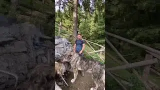 Wild Animals Hunter Dog Breed 👹 
