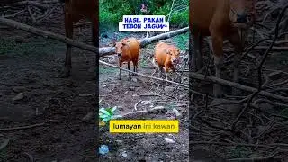 sapi gemuk pakan tebon jagung