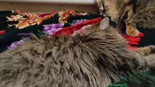 В гостях у кошар...