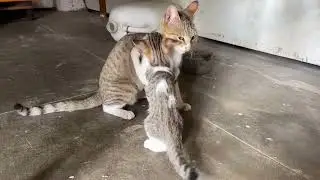 Beautiful baby cat fight with her mummy