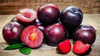 Выращивание Сливы на даче как бизнес идея