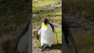 One of the wilder moments from our 22-day expedition to Antarctica South Georgia & Falkland Islands!