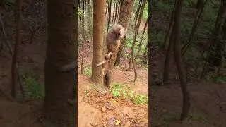 Такси! Смешная озвучка