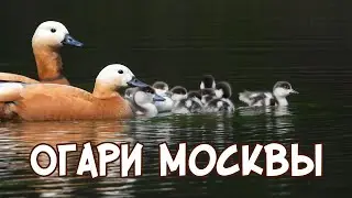 Огари Москвы
