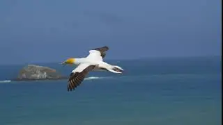 No Copyright Stock Footage - Gannet Flying