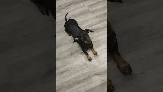 Такса Соня 🐕🥳