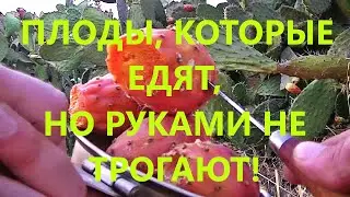 Итальянские колючки