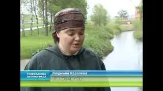 Кулик-перевозчик в Савелках