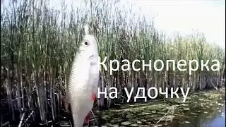 169 Осенняя рыбалка на удочку на Волге. Ностальгия по открытой воде//Volga fishing