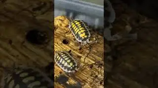 VOIR PLAYLIST ISOPODES 😲 #terrario #pets #animals #terrarium #insect #vivarium #bug #nature #isopods