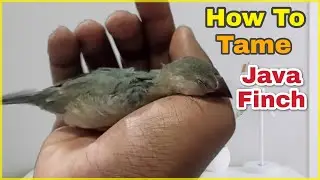 Java Finch growth stages | Hand Tamed Java Finch | Pet Java Finch | Tamed Java Finch