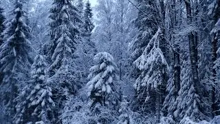 В зимнем лесу. Селигер.