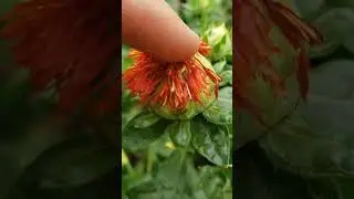 How to harvest safflower/fake saffron/ kasubha.