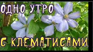 Одно утро с клематисами