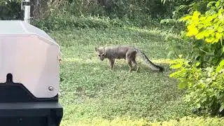 Backyard fox