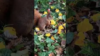 omg 😱 squirrel is eating a rose🌹🤣 