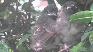 two baby birds