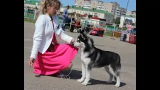 отмечаем победным хором первое место дочки Кобы на выставке