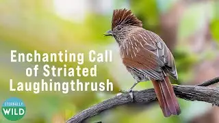 Enchanting Call of the Striated Laughingthrush