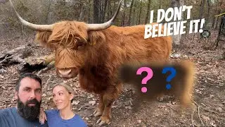 Gender Reveal!
