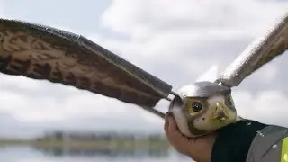 Could Robotic Birds Lead to Safer Air Travel? | Opinion