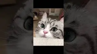 Кот Бананчик❤️ 