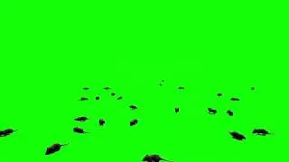 Rats Green Screen Effects Video | Many Rat Screen Videos | Chroma Key