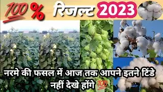 नरमे की ऐसी किस्म आज तक किसी ने भी नही देखी होंगी / Best cotton variety 2023 / पाकिस्तान नरमा किस्म
