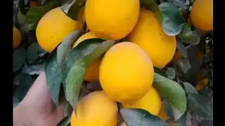 тарзи дору додани лимон