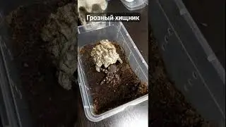 Acanthoscurria geniculata не оставляет шансов добыче #животные#террариум #паук#природа#паукптицеед