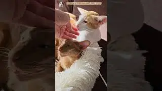 Коты и чайка 🦤😸 #shorts #funny #cat #comedy