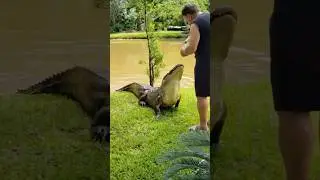 Gator dog swamp thats a bad boy 😫 #gator #alligator #swamp #wow #florida #wildanimals #usa #funny