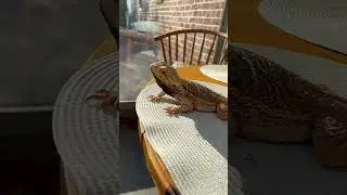 🦎Он очень зол!/🦖He is very angry!