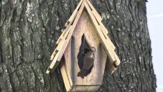 House Wren