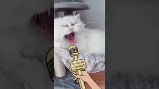 Lustige Katze gähnt mit Sound 😂