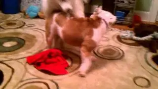 Lexi the Samoyed vs Stella part 2