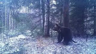 Медведь Ферапонт Висимский заповедник 22 10 17
