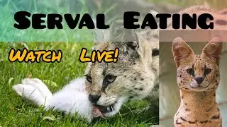 SERVAL  CAT  MEALTIME || DON’T MISS! #zoo #animals #cat #servalcats #animallover #animal #wildlife